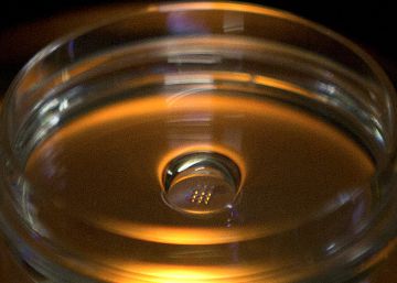 ¿Están todos contra los niños CRISPR?