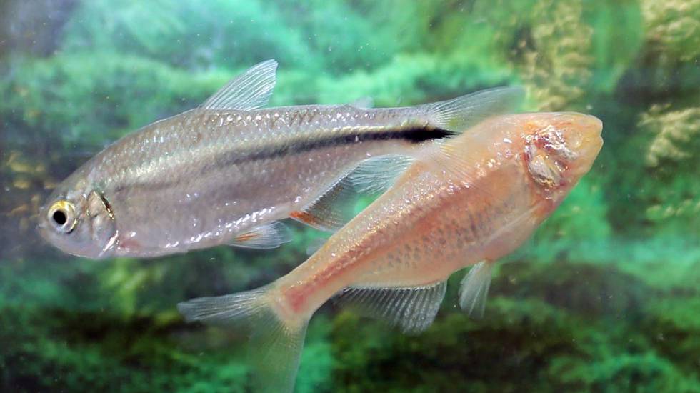 Una sardina ciega (derecha), junto a un pez de rÃ­o de la misma especie.