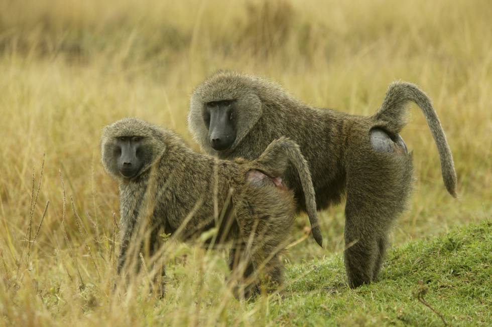 Babuinos como los de la imagen pueden servir para aprender a trasplantar corazones de cerdos a humanos