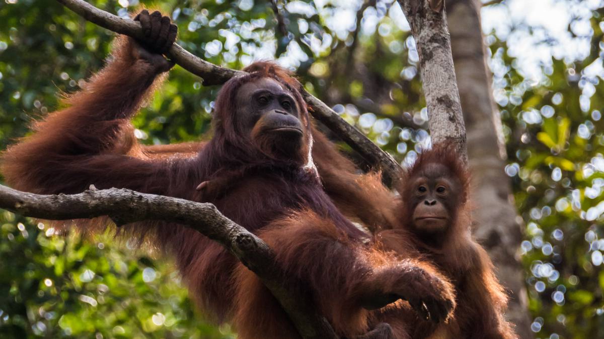 Las orangutanas hablan del pasado a sus crías