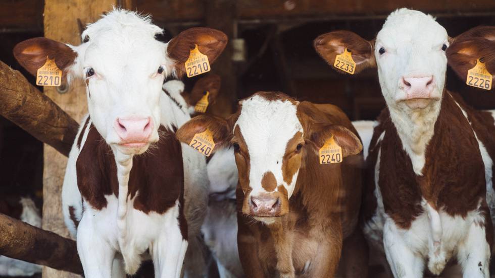 SÃ­, comer carne afecta al clima, pero las vacas no estÃ¡n matando el planeta