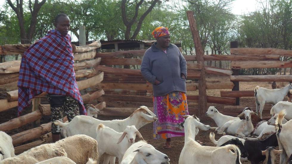 En los paÃ­ses en desarrollo (como Kenia, en la foto), la crÃ­a de ganado es una importante fuente de alimento e ingresos para muchos agricultores y pastores de granjas pequeÃ±as.