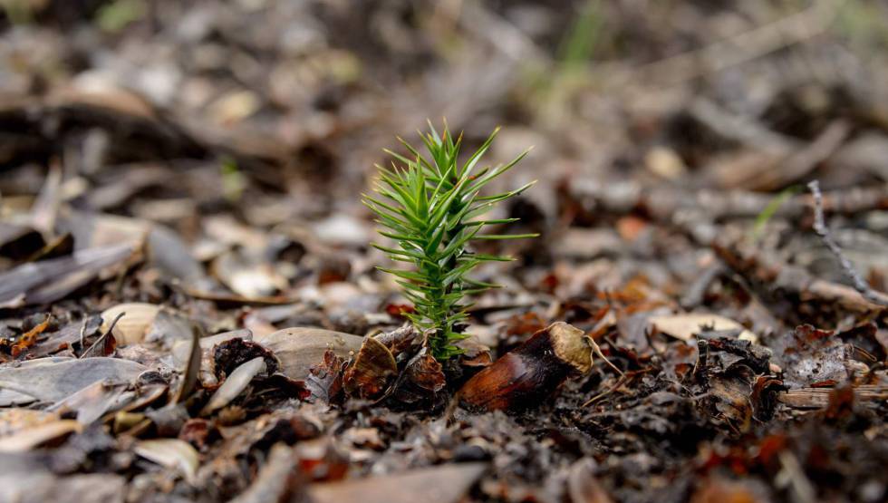 Una planta protegida en el parque nacional de Conguillio, en Chile. 