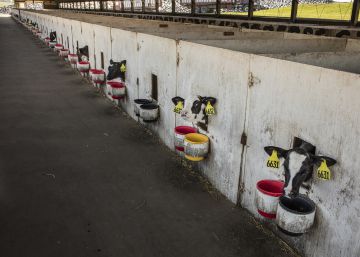 ¿Qué leches miramos?