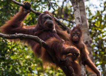 Las orangutanas hablan del pasado a sus crías