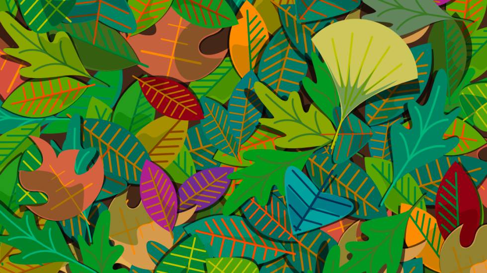 Ilustración de Chiara Caproni para la publicación 'Descubriendo los bosques'.