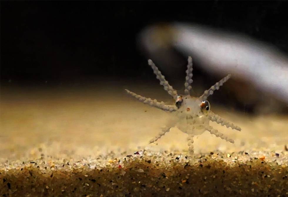 Pulpo juvenil de 55 días en el Instituto de Investigaciones Marinas (CSIC) de Vigo.