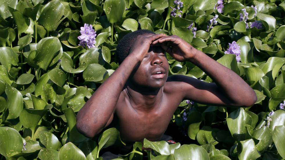Víctor, un niño de la zona del lago Victoria (Kenia), rodeado de jacintos bajo el sol del mediodía.