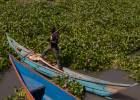 La revolucionaria energía de los jacintos de agua