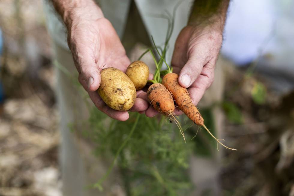 Juan Antón Mora acude a su pequeño huerto para recoger unas cuantas patatas y zanahorias.