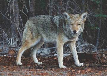 Los intereses y las circunstancias que favorecen la monogamia