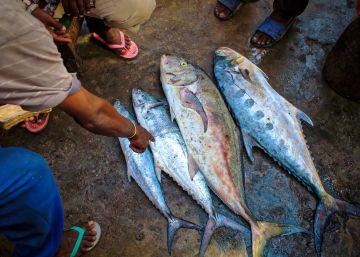 citas opiniones abundancia pescados