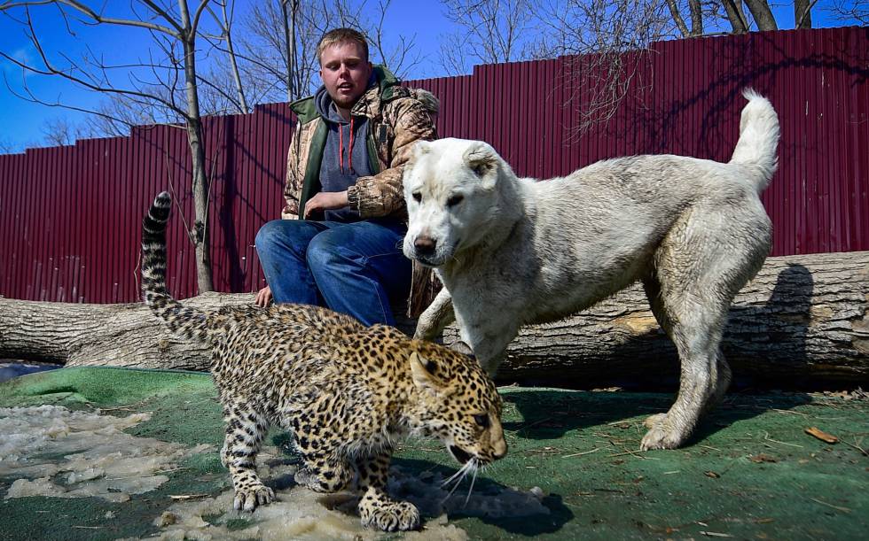 The leopard breed that has been suckled by a golden retriever and lives with dogs