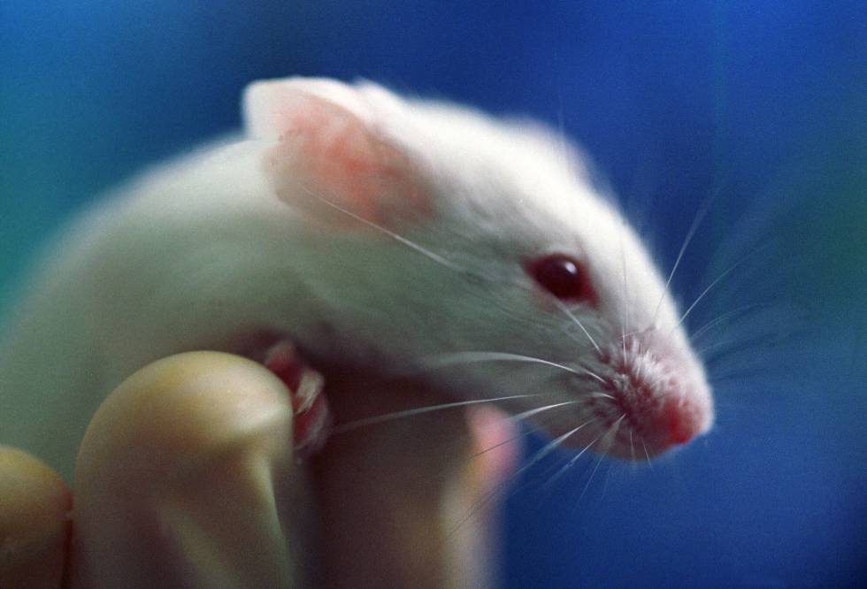 Un científico sostiene en su mano un ratón, en el Laboratorio Jackson, en Bar Harbor (EE UU)