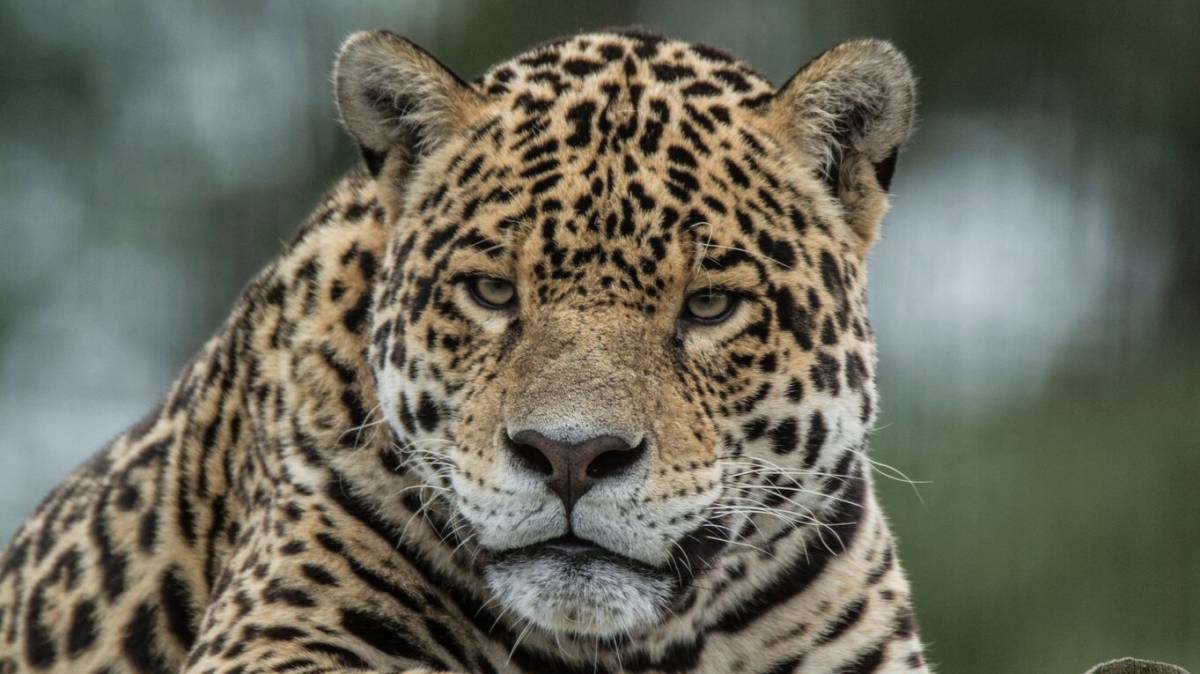 Un jaguar, en la provincia de Corrientes, al noreste de Argentina.