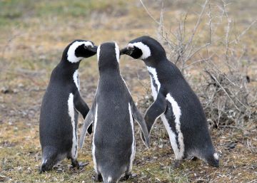 Ración doble de sexo