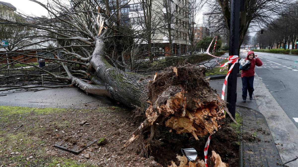 Un árbol derribado por el viento en San Sebastián.