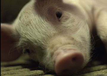 Los seis meses de vida de un lechón enjaulado desde su punto de vista