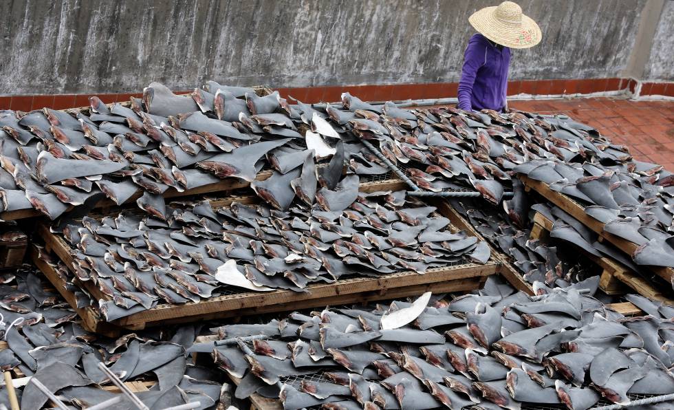 Secagem de barbatanas de tubarão no telhado de uma edificação na China.