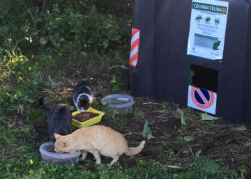 Contenedores ‘de protección oficial’ para gatos sin techo