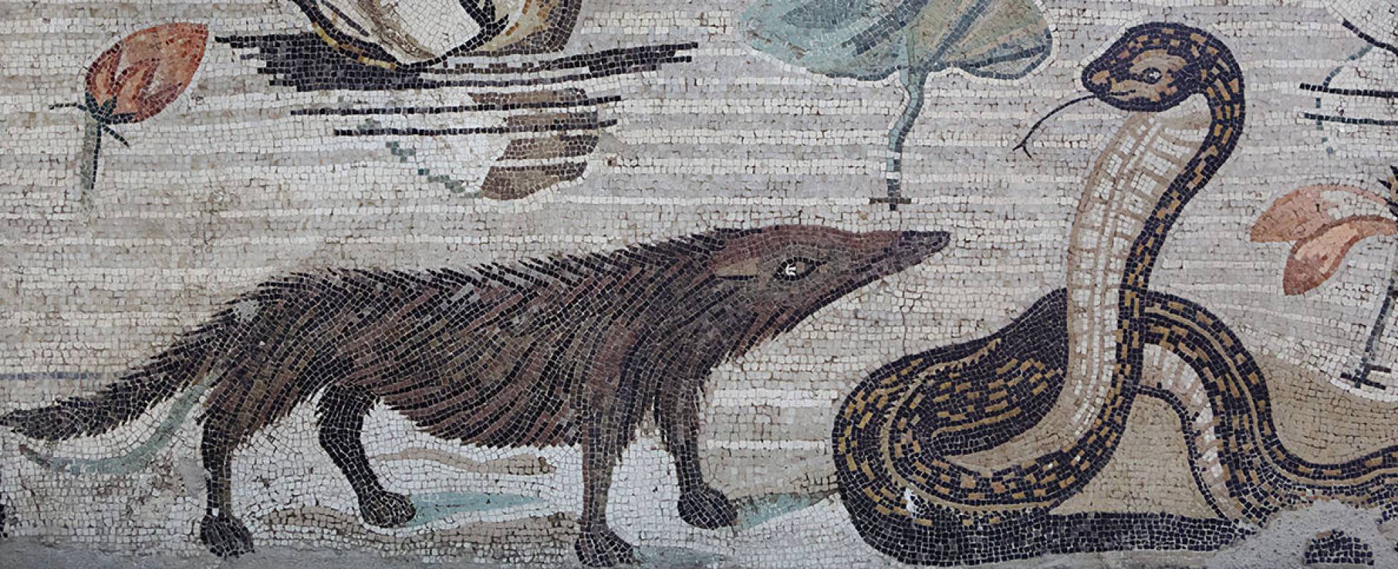 Mosaico romano en el que aparece representado un meloncillo, procedente de Pompeya.