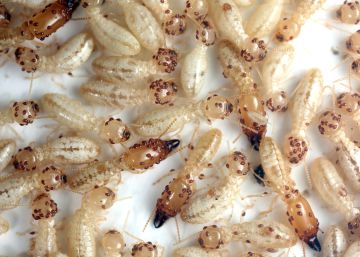 Eastern subterranean termites found in Tenerife.