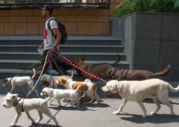 ¿Cuáles son las obligaciones legales del responsable de un perro en México?