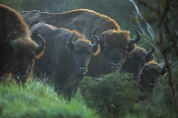 Bisontes europeos reintroducidos en el Parque Nacional Kennemerduinen, en Países Bajos.rn rn 