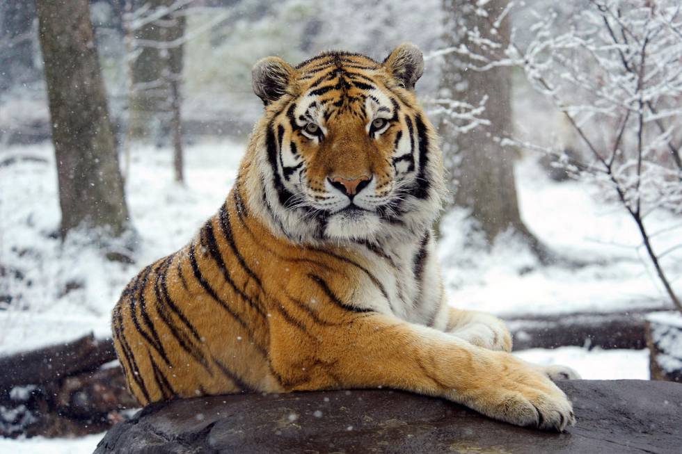 Ejemplar de tigre de Amur, en las Ãºnicas tierras que le quedan, el extremo sureste de Siberia.