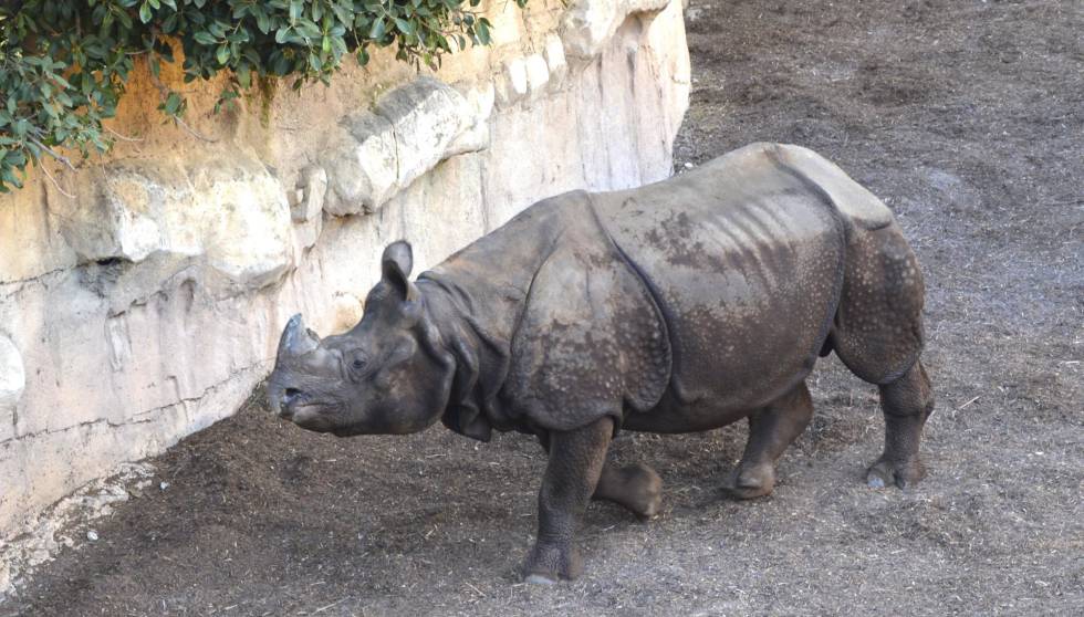 dificultad para orinar video del zoológico dificultad para orinar video del zoológico