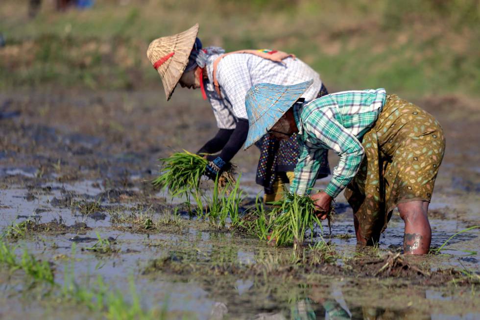 Agricultores siembran arroz antes de la temporada de verano en Naypyitaw, Birmania.