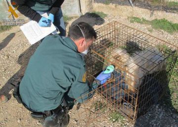 La Guardia Civil investiga a un vecino de Zaragoza tras hallar cinco perros muertos en una finca suya