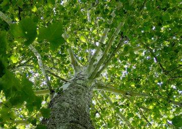 Planta árboles y salva el planeta