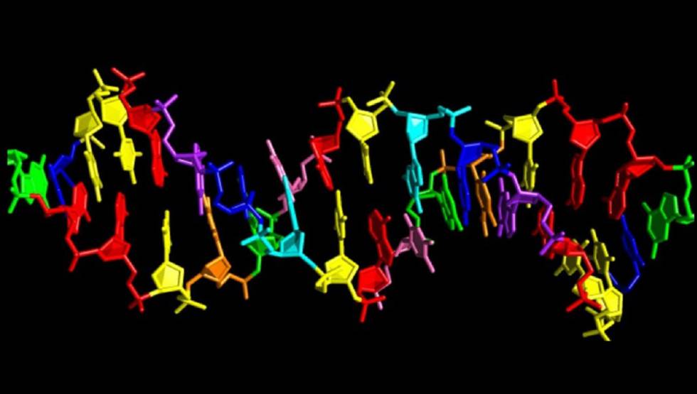 Modelo del ADN artificial de ocho 'letras'.