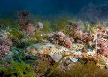 Una incubadora de tiburones del Oceanogràfic de Valencia suelta un centenar de pintarrojas bebé