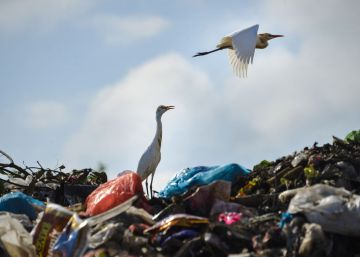 “El desarrollo sostenible llegará cuando las ciudades funcionen como bosques”