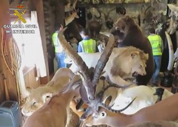 La Guardia Civil desarticula una red de comercio ilegal de animales disecados