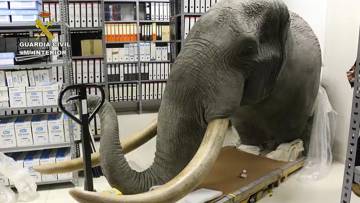 La Guardia Civil desarticula una red de comercio ilegal de animales disecados