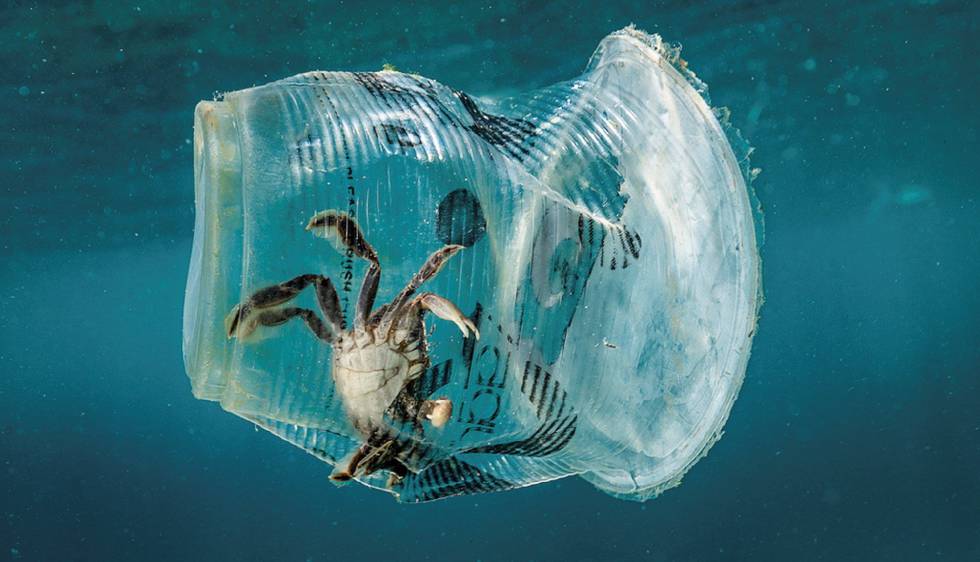 Un cangrejo permanece atrapado en un vaso de plástico en el mar en el Pasaje de Isla Verde en Filipinas el pasado 7 de marzo de 2019.