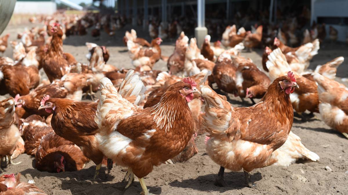 Gallinas en una granja.