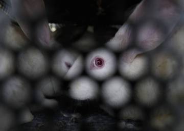 'Qué es el especismo y por qué debemos rechazarlo'