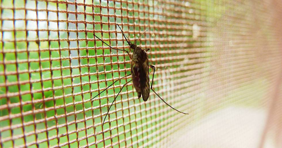 AsÃ­ burlan los mosquitos el veneno de los insecticidas