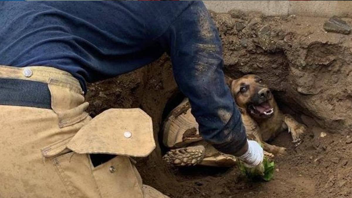 El rescate de un perro y una tortuga con un trozo de lechuga