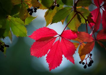 Equinoccio de otoño: el hemisferio sur abandona el verano