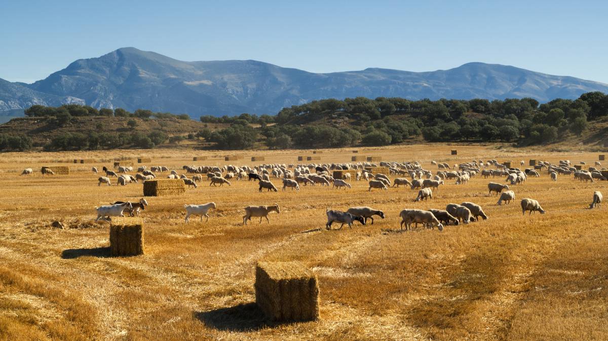 Ovejas de los pastos en los espacios comunidad autónoma de Aragón