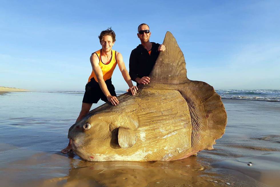 Dos Pescadores Hallan Un Pez Luna De Dos Metros En La Costa De Australia Blog Mundo Animal El Pais