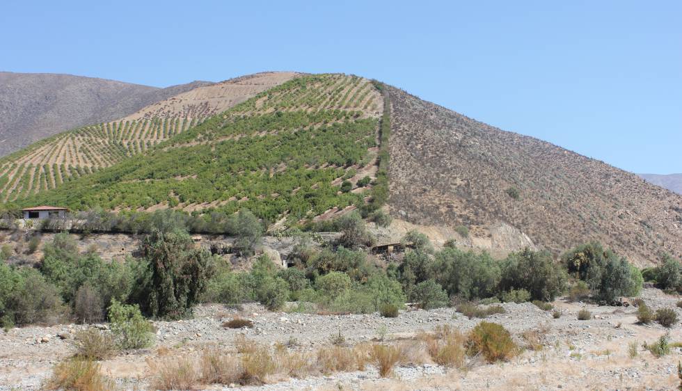 Las plantaciones de aguacate dedicadas a la exportaciÃ³n ocupan los cerros de Petorca y han secado el llano de la cuenca del rÃ­o. 