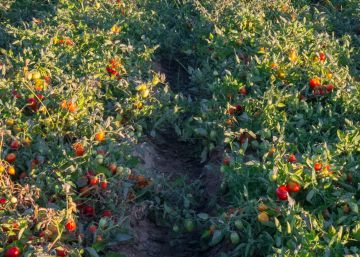 La transformación empieza por el tomate industrial
