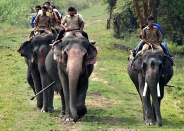 ¿Cómo garantizar el futuro de los elefantes en cautividad?