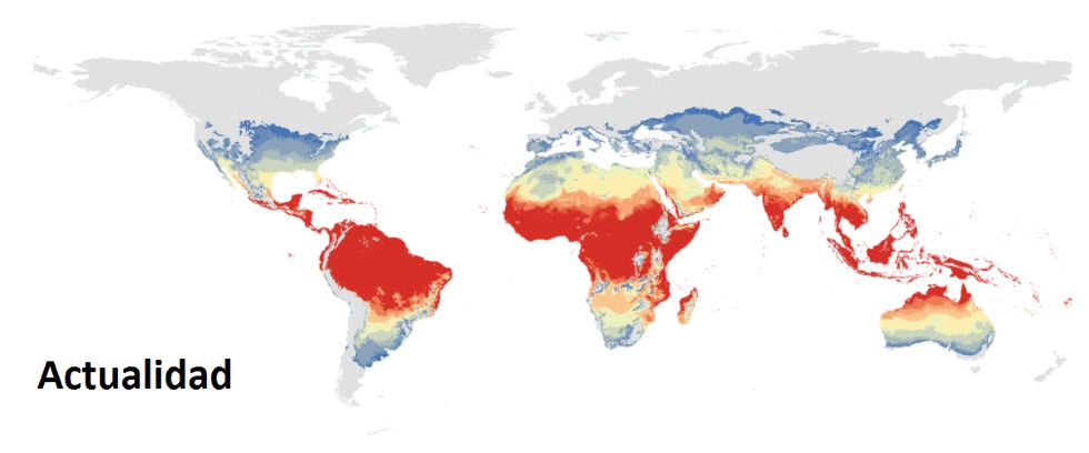 Esta es una proyección del avance del mosquito 'Aedes aegypti' en el escenario más radical de calentamiento global. Ver imagen de abajo con las proyecciones en distintos escenarios y mosquitos, así como la explicación de la leyenda por colores.